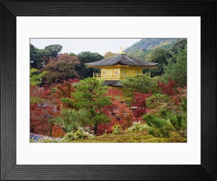 Framed Print : Autumn colour leaves, Golden Temple, Kinkaku ji (Kinkakuji), dating from 1397 Framed Print : Autumn colour leaves, Golden Temple, Kinkaku ji (Kinkakuji), dating from 1397