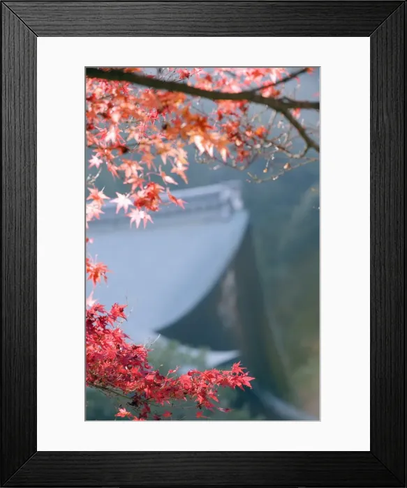 Framed Print : Autumn maple leaves at Nison in (Nisonin) Temple, Sagano area, Kyoto, Japan, Asia Framed Print : Autumn maple leaves at Nison in (Nisonin) Temple, Sagano area, Kyoto, Japan, Asia