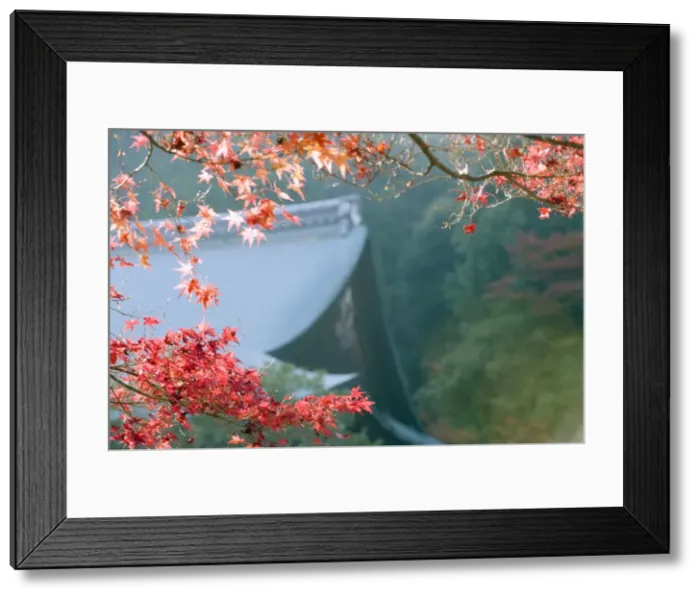 Framed Print : Autumn maple leaves at Nison in (Nisonin) Temple, dating from 834, Sagano area Framed Print : Autumn maple leaves at Nison in (Nisonin) Temple, dating from 834, Sagano area