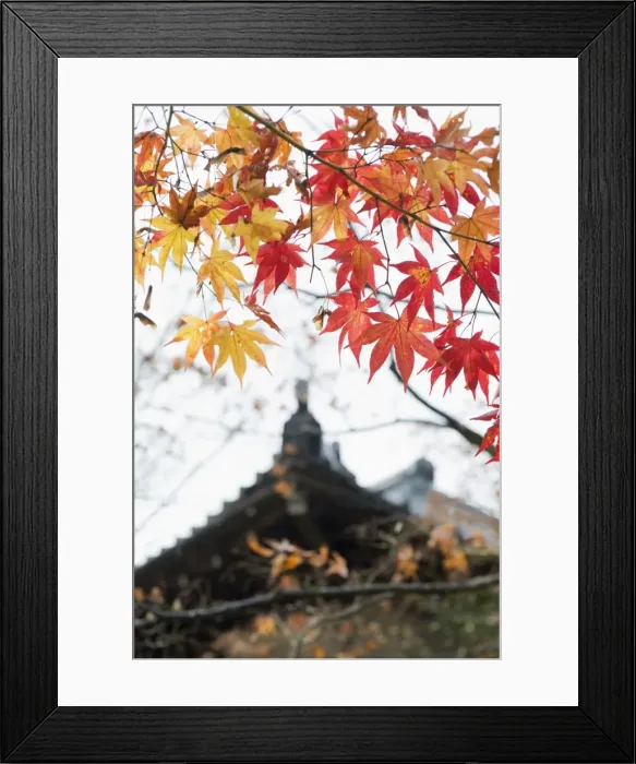 Framed Print : Autumn maple leaves at the 16th century Jojakko ji (Jojakkoji) Temple, Arashiyama Sagano area Framed Print : Autumn maple leaves at the 16th century Jojakko ji (Jojakkoji) Temple, Arashiyama Sagano area