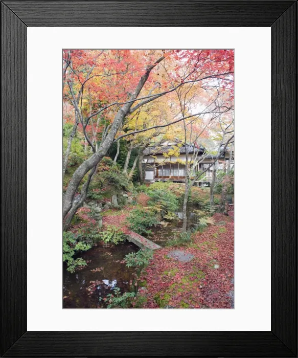 Framed Print : Autumn maple leaves at the 16th century Jojakko ji (Jojakkoji) Temple, Arashiyama Sagano area Framed Print : Autumn maple leaves at the 16th century Jojakko ji (Jojakkoji) Temple, Arashiyama Sagano area