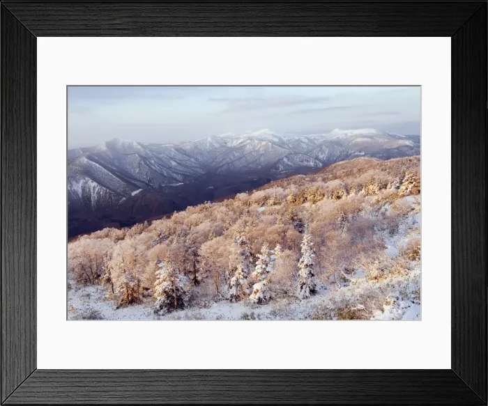 Framed Print : Sunrise over snow covered Towada Hachimantai National Park, Iwate prefecture, Japan, Asia Framed Print : Sunrise over snow covered Towada Hachimantai National Park, Iwate prefecture, Japan, Asia