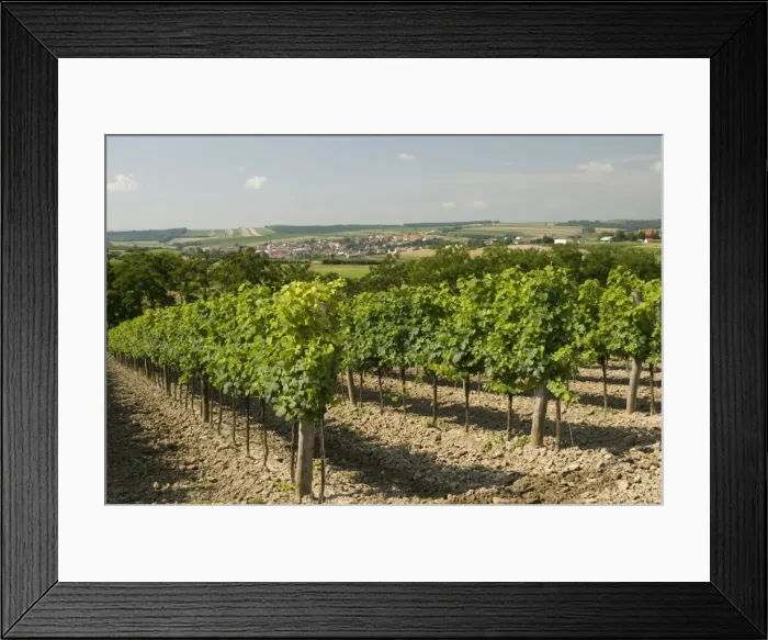 Framed Print : Vineyard above village of Schrattenberg, Niederosterreich, Austria, Europe Framed Print : Vineyard above village of Schrattenberg, Niederosterreich, Austria, Europe