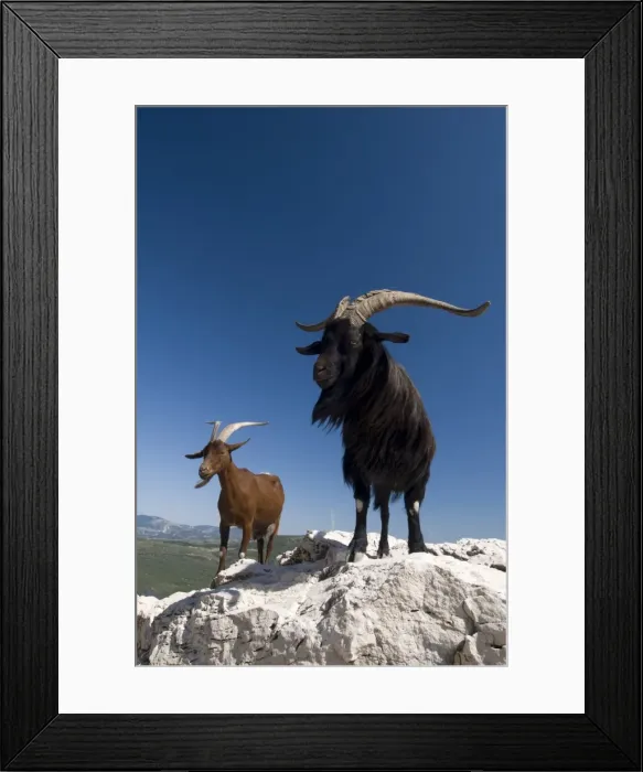 Framed Print : Mountain goats, Gorges du Verdon, Provence, France, Europe Framed Print : Mountain goats, Gorges du Verdon, Provence, France, Europe