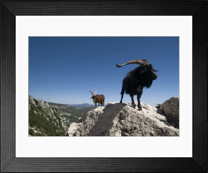 Framed Print : Mountain goats overlooking the Gorges du Verdon, Provence, France, Europe Framed Print : Mountain goats overlooking the Gorges du Verdon, Provence, France, Europe