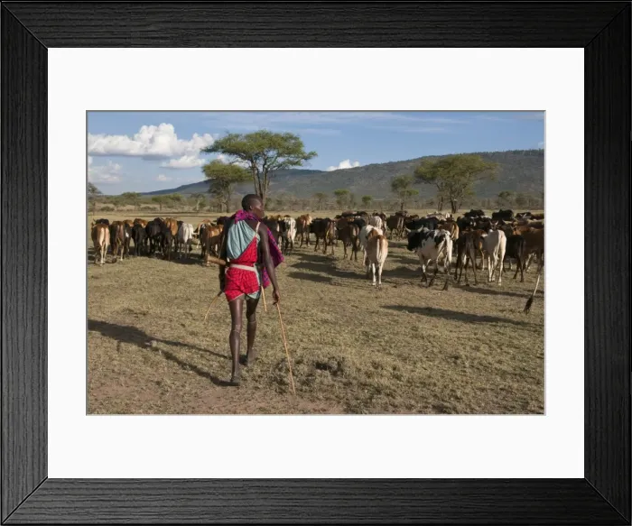 Framed Print : Masai with cattle, Masai Mara, Kenya, East Africa, Africa Framed Print : Masai with cattle, Masai Mara, Kenya, East Africa, Africa
