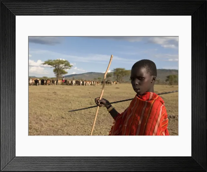 Framed Print : Masai boy with cattle, Masai Mara, Kenya, East Africa, Africa Framed Print : Masai boy with cattle, Masai Mara, Kenya, East Africa, Africa