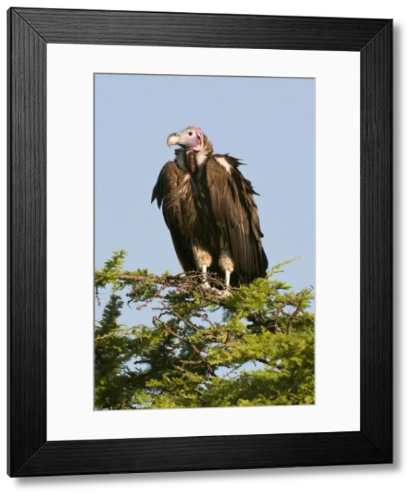 Framed Print : Lapped-faced vulture (Torgos tracheliotus), Masai Mara National Reserve Framed Print : Lapped-faced vulture (Torgos tracheliotus), Masai Mara National Reserve