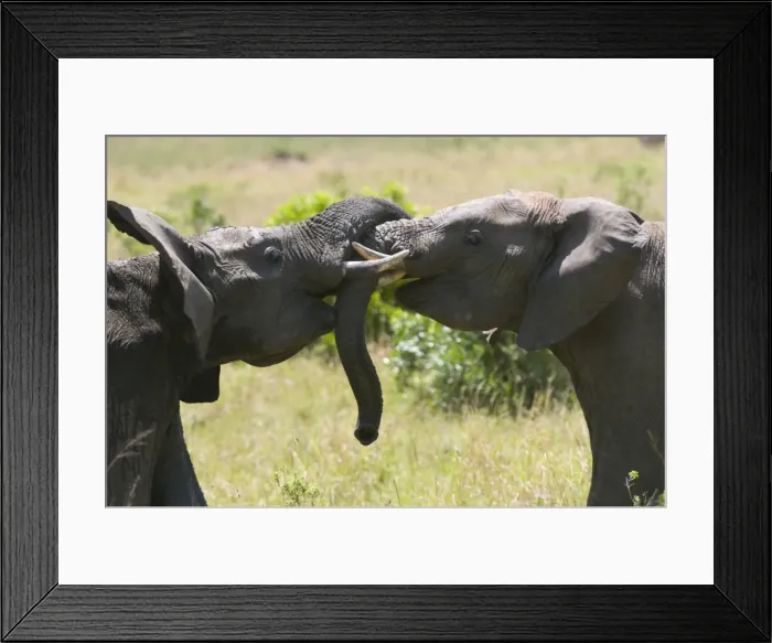 Framed Print : Young African elephants fighting (Loxodonta africana), Masai Mara National Reserve Framed Print : Young African elephants fighting (Loxodonta africana), Masai Mara National Reserve