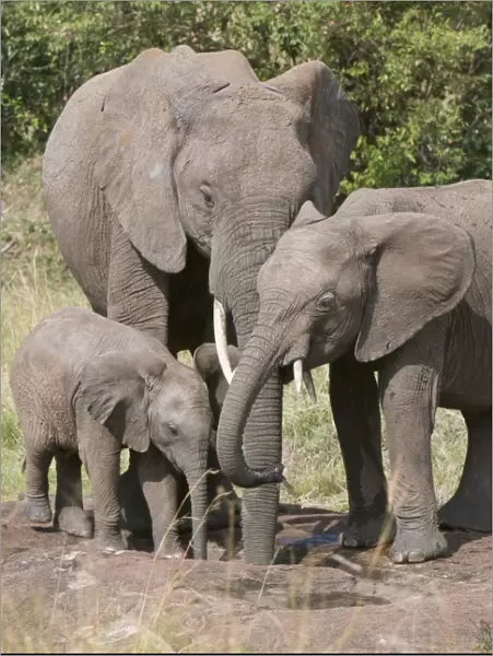 African elephants and baby (Loxodonta africana), Masai Mara National Reserve
