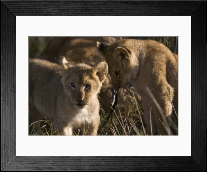 Framed Print : Lion cubs (Panthera leo), Masai Mara National Reserve, Kenya, East Africa, Africa Framed Print : Lion cubs (Panthera leo), Masai Mara National Reserve, Kenya, East Africa, Africa