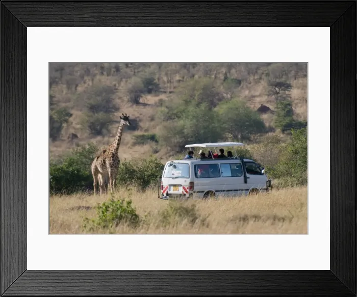 Framed Print : Tourists on safari watching giraffes, Masai Mara National Reserve, Kenya Framed Print : Tourists on safari watching giraffes, Masai Mara National Reserve, Kenya