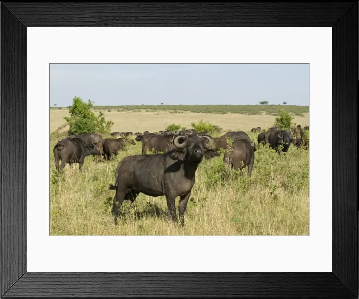 Framed Print : Cape buffalo (Syncerus caffer), Masai Mara National Reserve, Kenya, East Africa, Africa Framed Print : Cape buffalo (Syncerus caffer), Masai Mara National Reserve, Kenya, East Africa, Africa