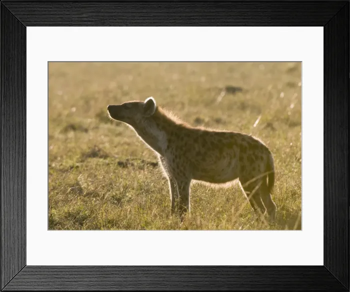 Framed Print : Spotted hyaena (Crocuta crocuta), Masai Mara National Reserve, Kenya, East Africa, Africa Framed Print : Spotted hyaena (Crocuta crocuta), Masai Mara National Reserve, Kenya, East Africa, Africa