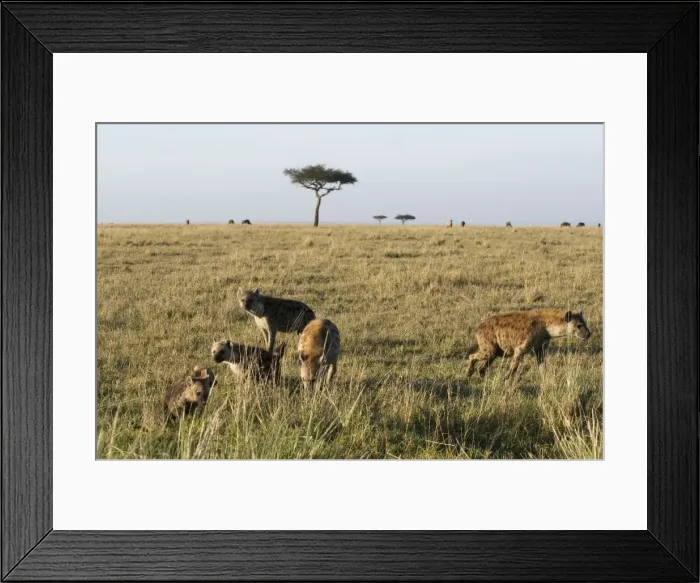 Framed Print : Spotted hyaenas and cubs (Crocuta crocuta), Masai Mara National Reserve Framed Print : Spotted hyaenas and cubs (Crocuta crocuta), Masai Mara National Reserve