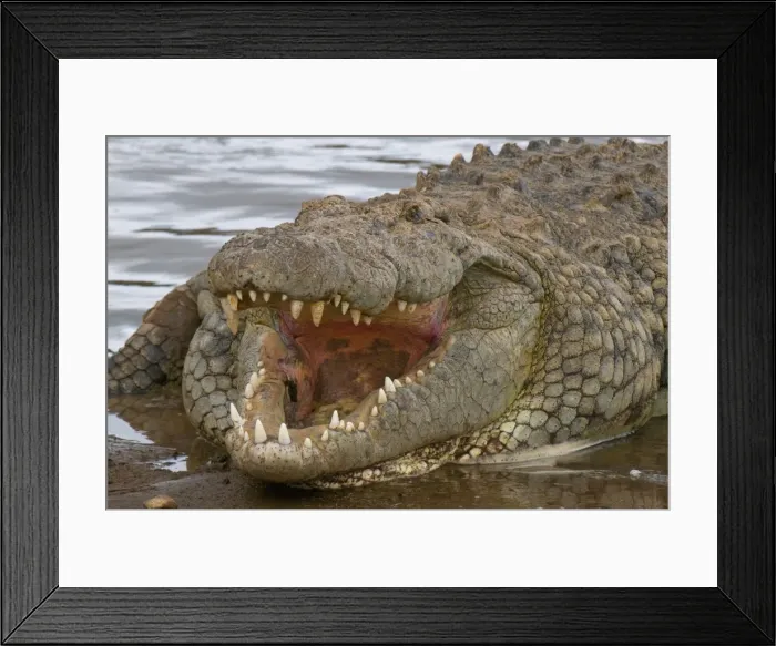 Framed Print : Nile crocodile (Crocodilus niloticus), Masai Mara National Reserve, Kenya Framed Print : Nile crocodile (Crocodilus niloticus), Masai Mara National Reserve, Kenya