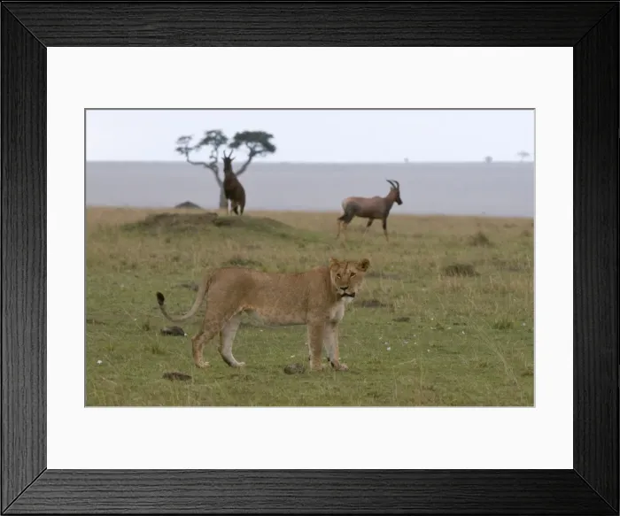 Framed Print : Lioness (Panthera leo) and topi (Damaliscus lunatus), Masai Mara National Reserve Framed Print : Lioness (Panthera leo) and topi (Damaliscus lunatus), Masai Mara National Reserve