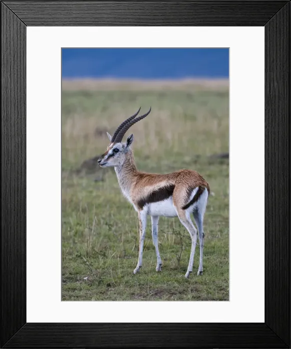 Framed Print : Thomson gazelle (Gazella thomsoni), Masai Mara National Reserve, Kenya Framed Print : Thomson gazelle (Gazella thomsoni), Masai Mara National Reserve, Kenya