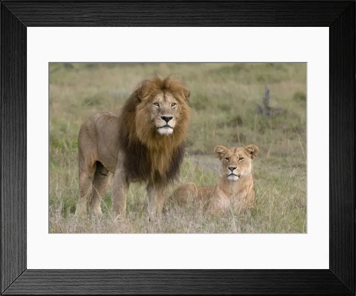 Framed Print : Lion pair (Panthera leo), Masai Mara National Reserve, Kenya, East Africa, Africa Framed Print : Lion pair (Panthera leo), Masai Mara National Reserve, Kenya, East Africa, Africa