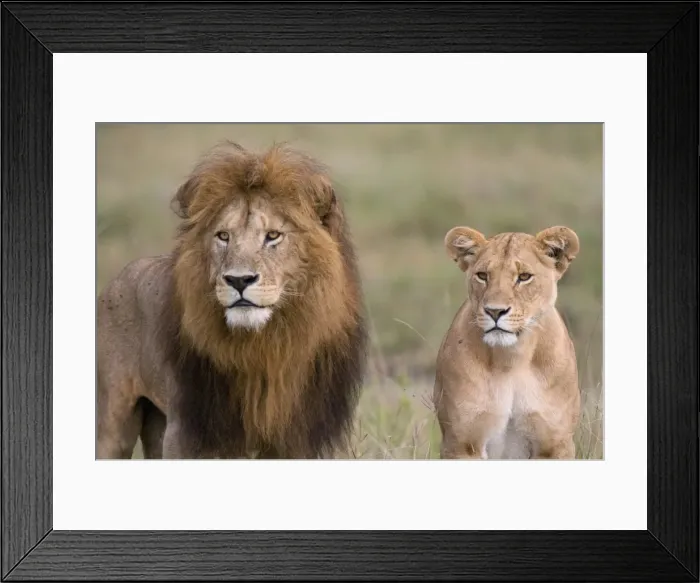 Framed Print : Lion pair (Panthera leo), Masai Mara National Reserve, Kenya, East Africa, Africa Framed Print : Lion pair (Panthera leo), Masai Mara National Reserve, Kenya, East Africa, Africa