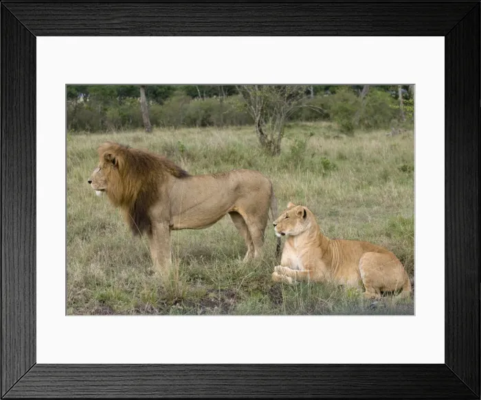 Framed Print : Lion pair (Panthera leo), Masai Mara National Reserve, Kenya, East Africa, Africa Framed Print : Lion pair (Panthera leo), Masai Mara National Reserve, Kenya, East Africa, Africa