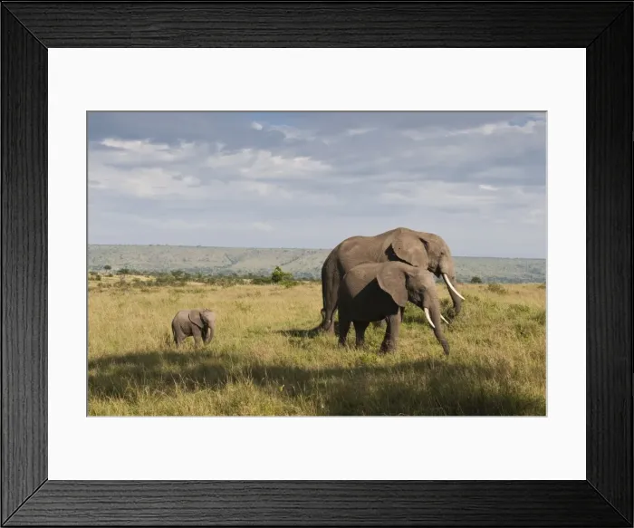 Framed Print : African elephants and young calf (Loxodonta africana), Masai Mara National Reserve Framed Print : African elephants and young calf (Loxodonta africana), Masai Mara National Reserve