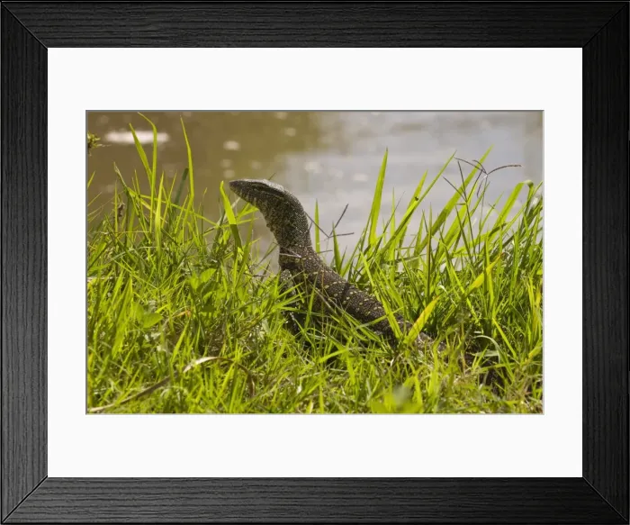 Framed Print : Nile monitor lizard (Varanus nicolitus), Masai Mara National Reserve, Kenya