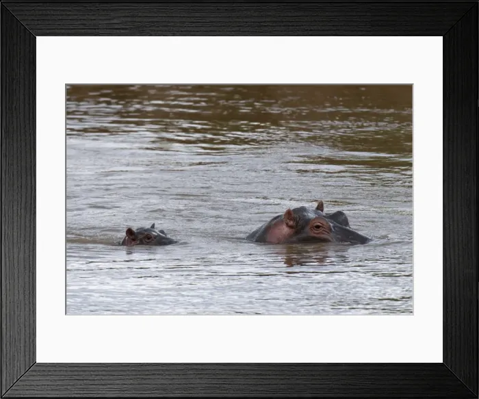 Framed Print : Adult and baby hippopotamuses, (Hippopotamus amphibius), Masai Mara National Reserve Framed Print : Adult and baby hippopotamuses, (Hippopotamus amphibius), Masai Mara National Reserve