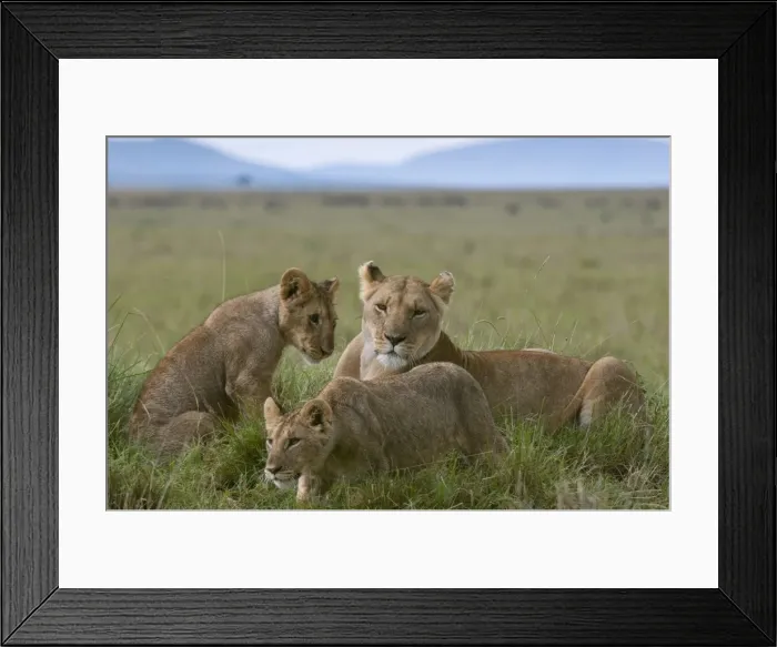 Framed Print : Lioness and cubs (Panthera leo), Masai Mara National Reserve, Kenya, East Africa, Africa Framed Print : Lioness and cubs (Panthera leo), Masai Mara National Reserve, Kenya, East Africa, Africa