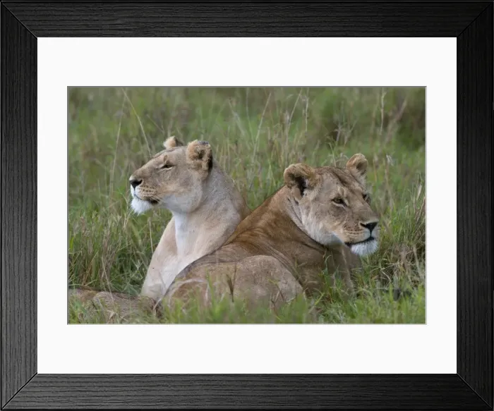 Framed Print : Lionesses (Panthera leo), Masai Mara National Reserve, Kenya, East Africa, Africa Framed Print : Lionesses (Panthera leo), Masai Mara National Reserve, Kenya, East Africa, Africa