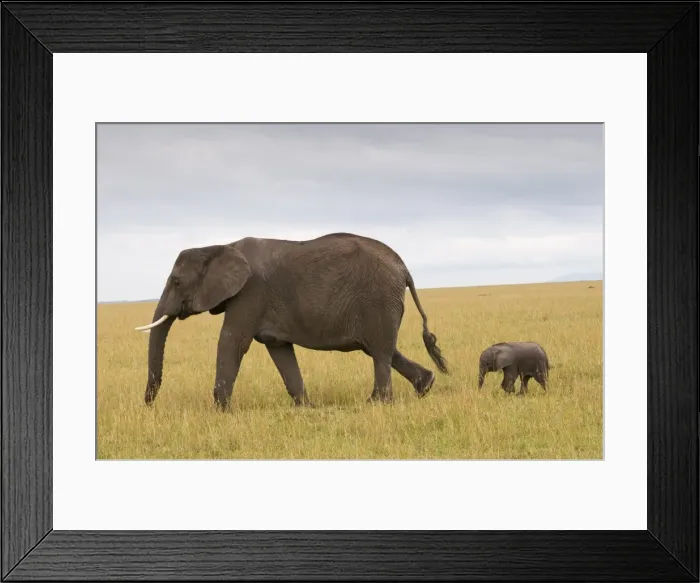 Framed Print : African elephant and baby (Loxodonta africana), Masai Mara National Reserve Framed Print : African elephant and baby (Loxodonta africana), Masai Mara National Reserve