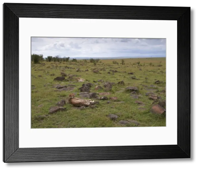Framed Print : Cheetah (Acinonyx jubatus), Masai Mara National Reserve, Kenya, East Africa, Africa Framed Print : Cheetah (Acinonyx jubatus), Masai Mara National Reserve, Kenya, East Africa, Africa