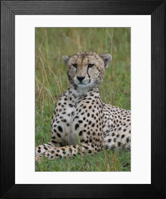 Framed Print : Cheetah (Acinonyx jubatus), Masai Mara National Reserve, Kenya, East Africa, Africa Framed Print : Cheetah (Acinonyx jubatus), Masai Mara National Reserve, Kenya, East Africa, Africa