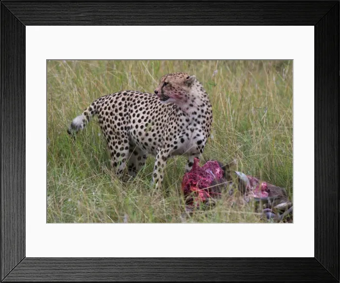 Framed Print : Cheetah (Acinonyx jubatus) eating wildebeest kill, Masai Mara National Reserve Framed Print : Cheetah (Acinonyx jubatus) eating wildebeest kill, Masai Mara National Reserve