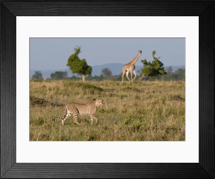 Framed Print : Cheetah (Acinonyx jubatus) and Masai giraffe (Giraffe camelopardalis), Masai Mara National Reserve Framed Print : Cheetah (Acinonyx jubatus) and Masai giraffe (Giraffe camelopardalis), Masai Mara National Reserve