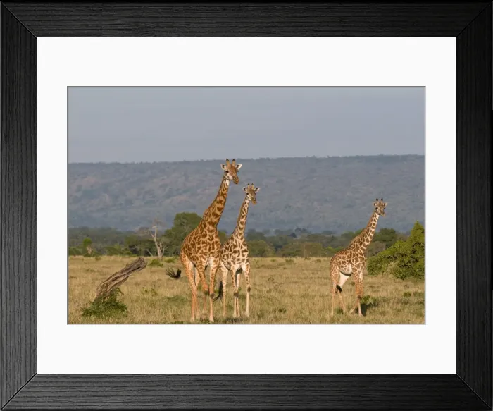 Framed Print : Masai giraffe (Giraffa camelopardalis), Masai Mara National Reserve, Kenya Framed Print : Masai giraffe (Giraffa camelopardalis), Masai Mara National Reserve, Kenya