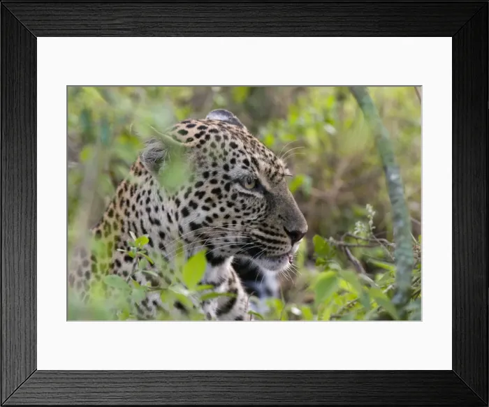 Framed Print : Leopard (Panthera pardus) with impala kill, Masai Mara National Reserve Framed Print : Leopard (Panthera pardus) with impala kill, Masai Mara National Reserve