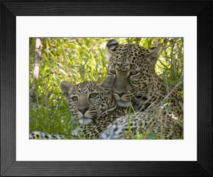 Framed Print : Leopards (Panthera pardus), Masai Mara National Reserve, Kenya, East Africa, Africa Framed Print : Leopards (Panthera pardus), Masai Mara National Reserve, Kenya, East Africa, Africa