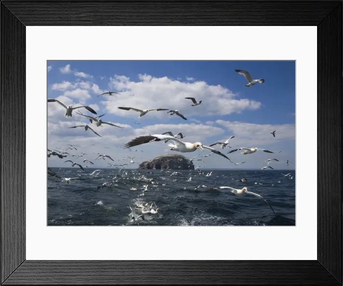 Framed Print : Gannets (Morus bassanus) in flight, following fishing boat off Bass Rock Framed Print : Gannets (Morus bassanus) in flight, following fishing boat off Bass Rock