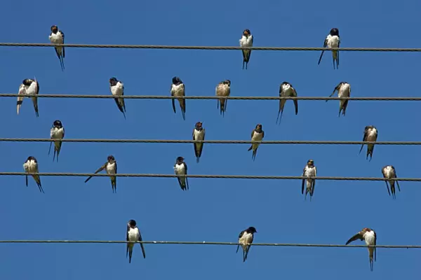 Barn (European) swallow (Hirundo rustica) on wire, Overberg, Western Cape