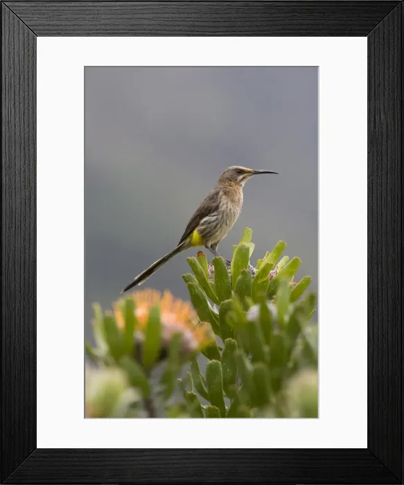 Framed Print : Cape sugarbird (Promerops cafe), perched on protea, Kirstenbosch Botanical Gardens Framed Print : Cape sugarbird (Promerops cafe), perched on protea, Kirstenbosch Botanical Gardens