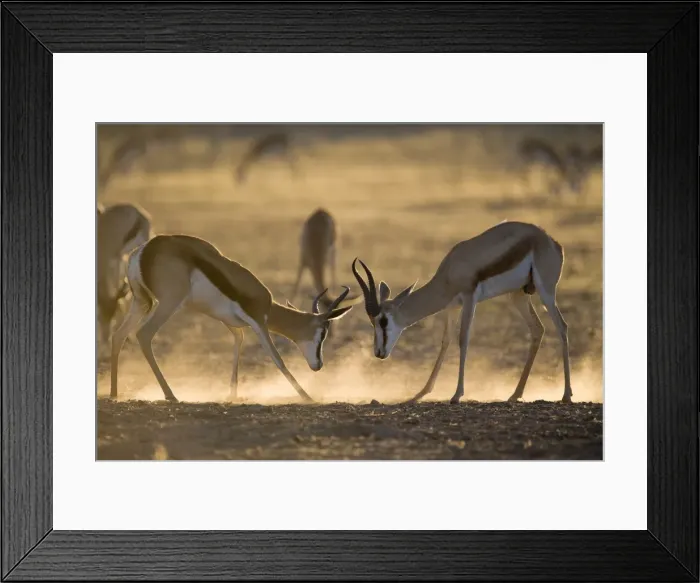 Framed Print : Springbok sparring (Antidorcas marsupialis), Kgalagadi Transfrontier Park Framed Print : Springbok sparring (Antidorcas marsupialis), Kgalagadi Transfrontier Park