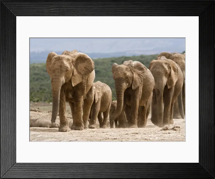 Framed Print : Elephant breeding herd (Loxodonta africana), Addo Elephant National Park Framed Print : Elephant breeding herd (Loxodonta africana), Addo Elephant National Park