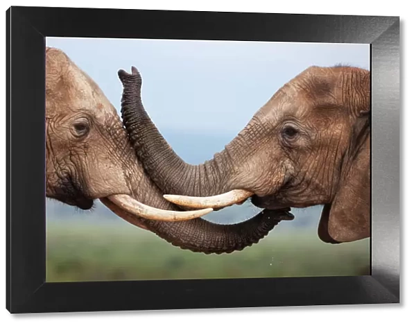 Elephants (Loxodonta africana), greeting, Addo National Park, South Africa, Africa