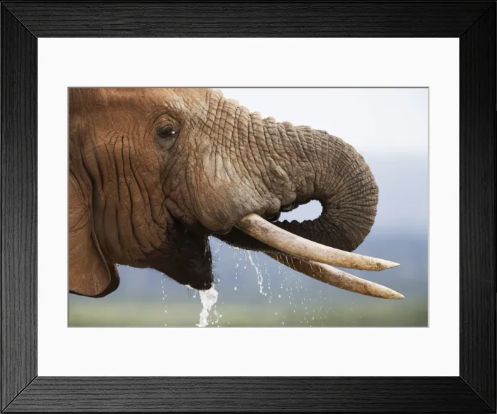 Framed Print : Bull elephant (Loxodonta africana), drinking, Addo Elephant National Park Framed Print : Bull elephant (Loxodonta africana), drinking, Addo Elephant National Park
