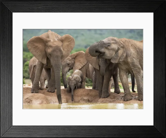 Framed Print : Elephant breeding herd (Loxodonta africana), Addo Elephant National Park Framed Print : Elephant breeding herd (Loxodonta africana), Addo Elephant National Park