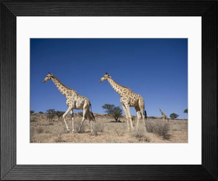 Framed Print : Giraffes (Giraffa camelopardalis), Kgalagadi Transfrontier Park, Northern Cape Framed Print : Giraffes (Giraffa camelopardalis), Kgalagadi Transfrontier Park, Northern Cape
