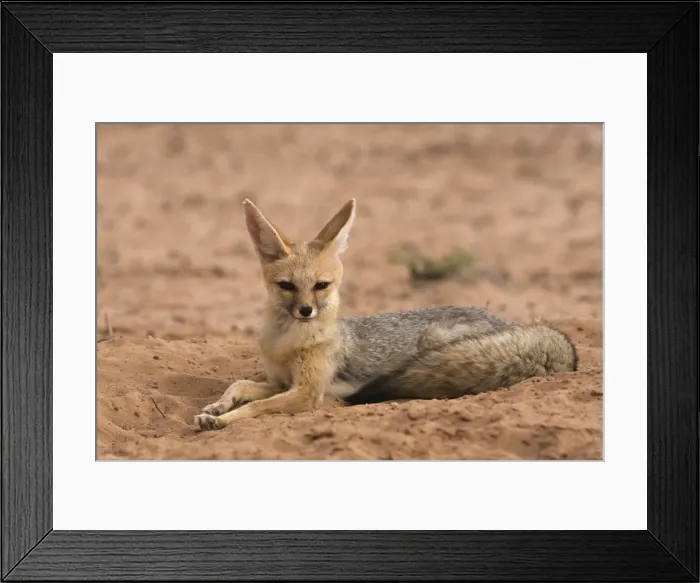 Framed Print : Cape fox (Vulpes chama), Kgalagadi Transfrontier Park, Northern Cape, South Africa Framed Print : Cape fox (Vulpes chama), Kgalagadi Transfrontier Park, Northern Cape, South Africa