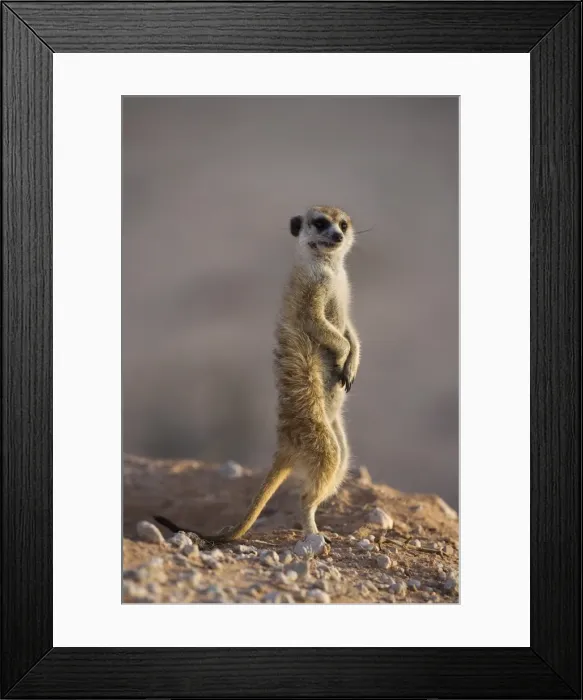 Framed Print : Meerkat sentinel (Suricatta suricata), Kgalagadi Transfrontier Park, Northern Cape Framed Print : Meerkat sentinel (Suricatta suricata), Kgalagadi Transfrontier Park, Northern Cape