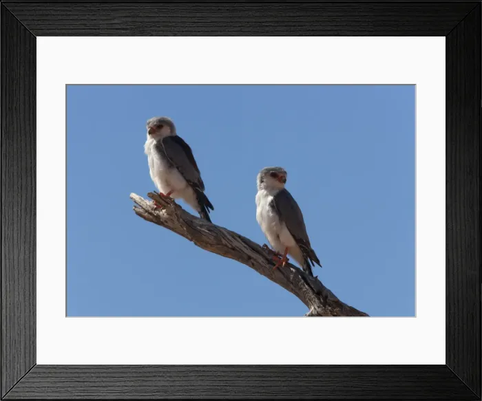 Framed Print : Pygmy falcon pair (Polihierax semitorquatus), Kgalagadi Transfrontier Park Framed Print : Pygmy falcon pair (Polihierax semitorquatus), Kgalagadi Transfrontier Park
